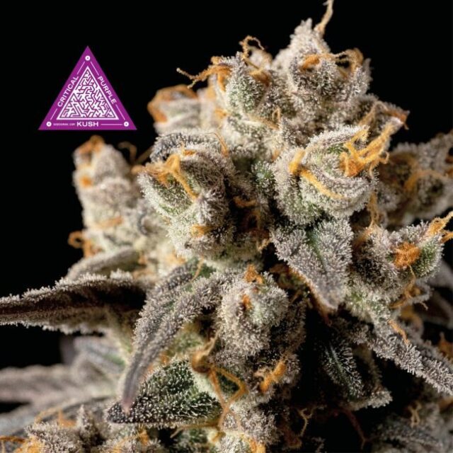 Critical Purple Kush Feminized Seeds