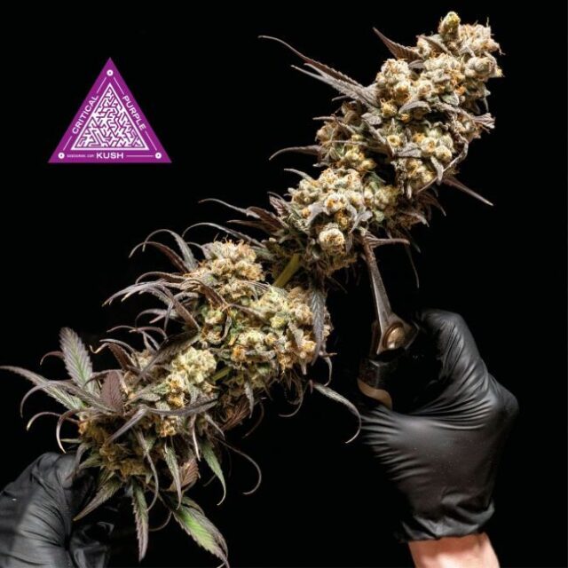 Critical Purple Kush Feminized Seeds