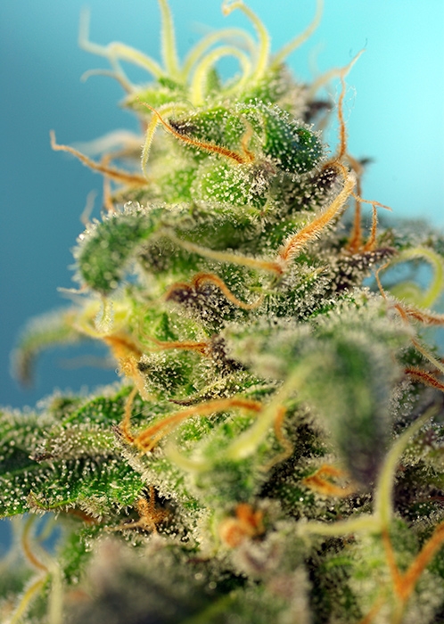 cream-caramel-cbd-bud