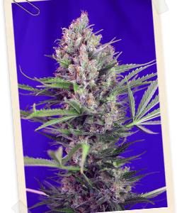 Cream Mandarine F1 FAST Version Feminized Seeds