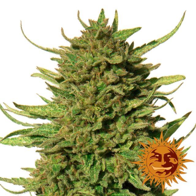 Critical Kush Regular Seeds