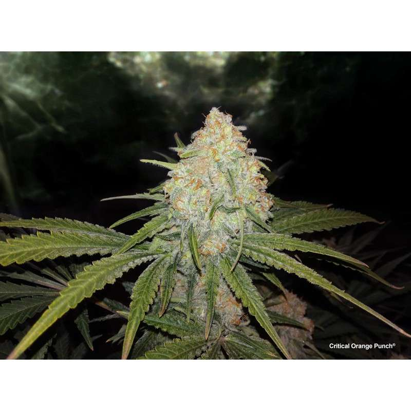 Buy Critical Orange Punch Feminized Seeds by Dutch Passion in America ...