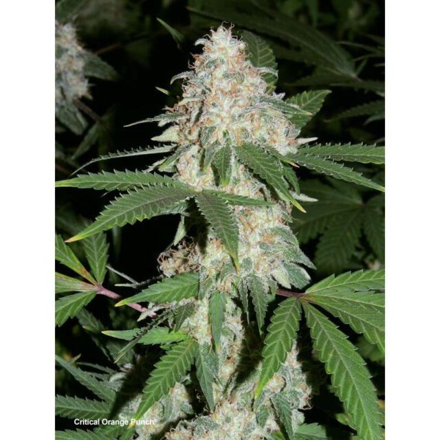 Critical Orange Punch Feminized Seeds