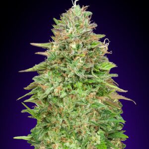 Critical Poison FAST Feminized Seeds