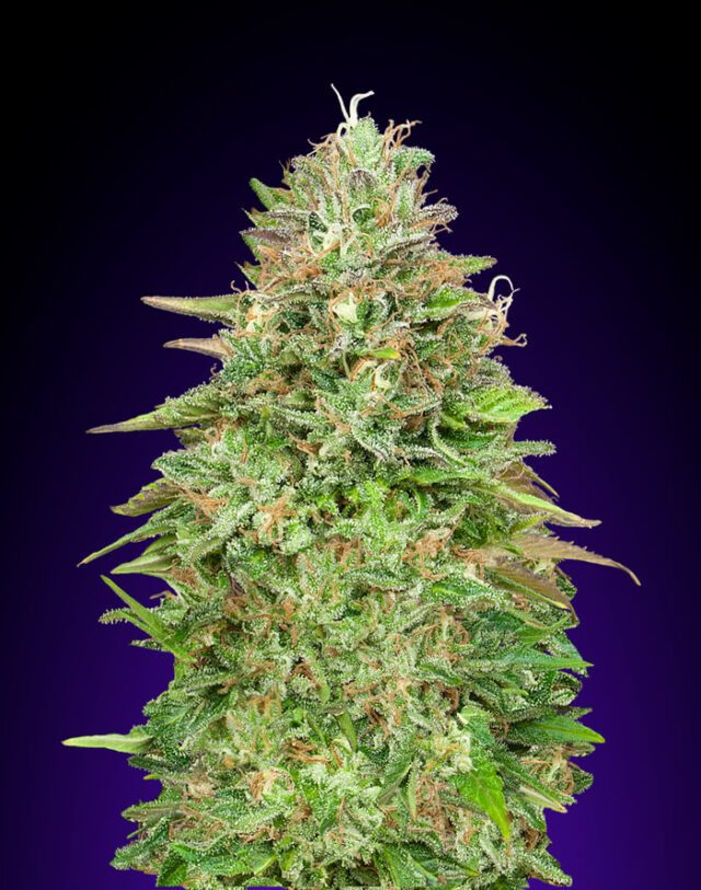 Critical Poison FAST Feminized Seeds
