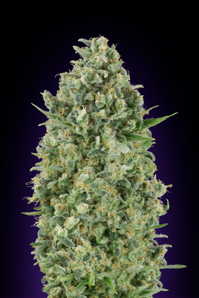 Critical Poison Feminized Seeds