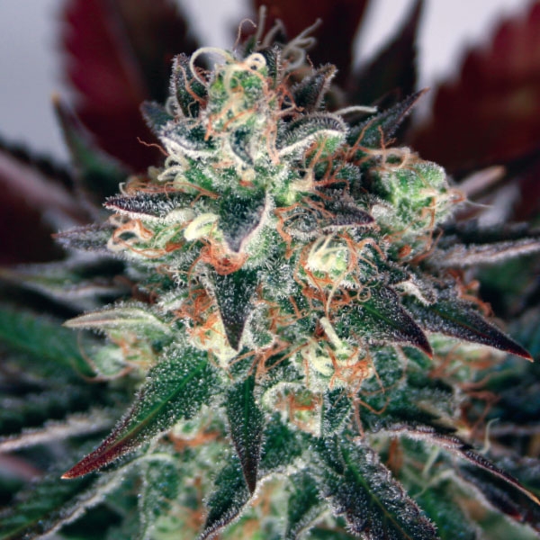 Critical Relief CBD Feminized Seeds