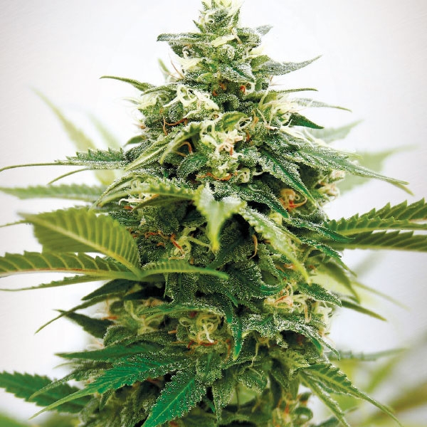 Critical XXL Feminized Seeds