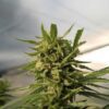 Indoor Mix Feminized Seeds