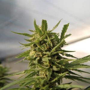 Critical Feminized Seeds
