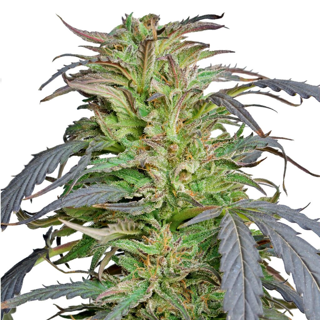 Buy Critical Kush Feminized Seeds By Barney's Farm In America - Stellar ...