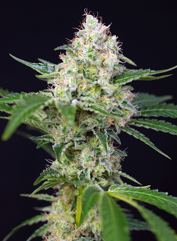 crystal-candy-2