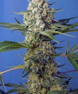 Crystal Candy F1 Fast Version Feminized Seeds