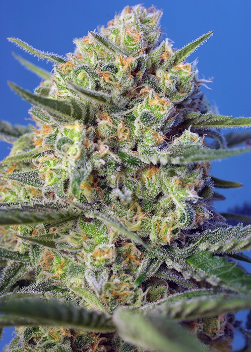 crystal-candy-f1-fast-bud