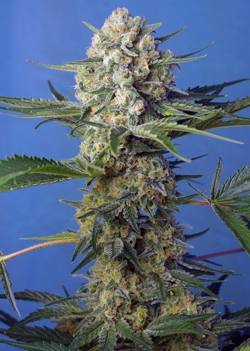Crystal Candy F1 Fast Version Feminized Seeds Crystal Candy F1 Fast Version Feminized Seeds