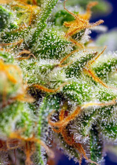 crystal-candy-xl-auto-macro