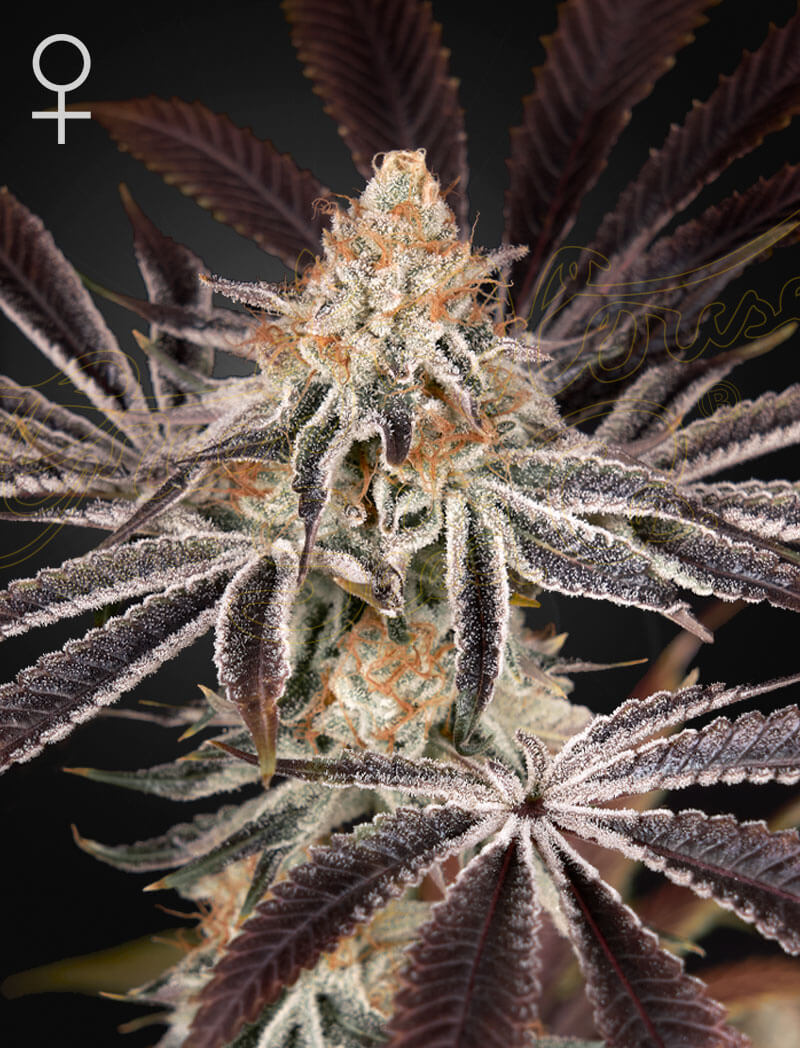 Dark Phoenix Feminized Seeds Dark Phoenix Feminized Seeds