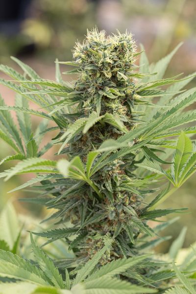 Dedoverde Haze Feminized Seeds