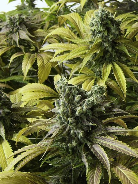 Desert Diesel Feminized Seeds