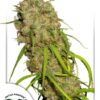 Desfran Feminized Seeds
