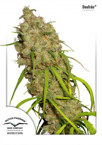 Desfran Feminized Seeds