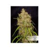 Desfran Feminized Seeds