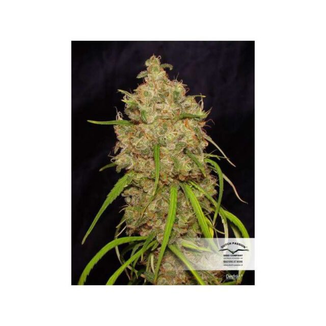 Desfran Feminized Seeds