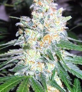 Diesel Berry Cough Feminized Seeds