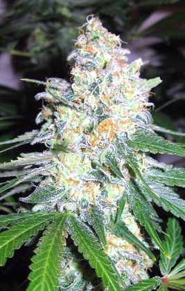 Diesel Berry Cough Feminized Seeds