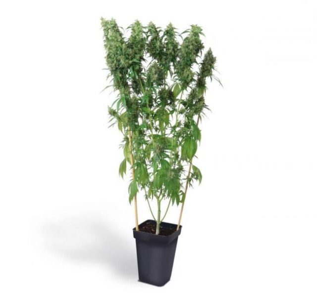 Diet Durban THCV 1:1 Feminized Seeds