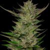 Don Carlos Regular Seeds