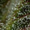 Don Carlos Regular Seeds