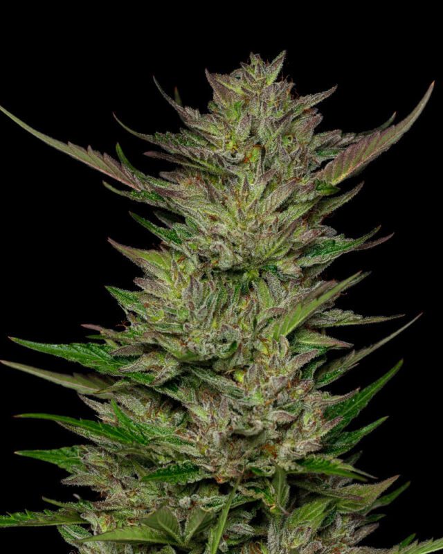 Don Carlos Regular Seeds