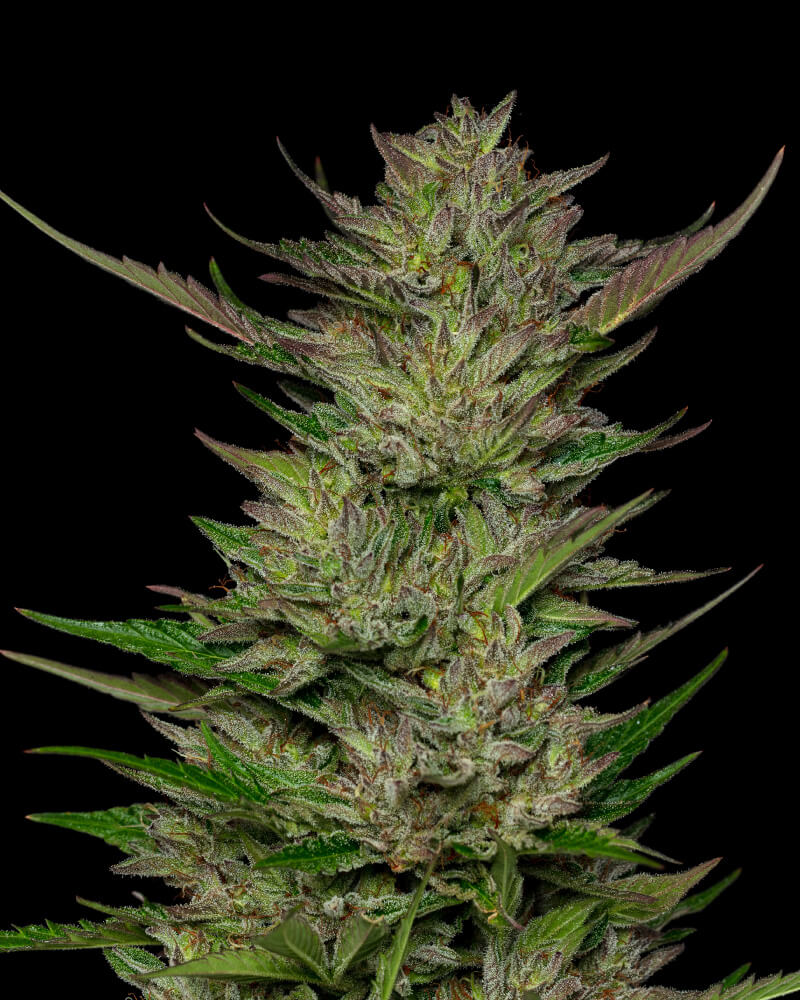 Don Carlos Regular Seeds Don Carlos Regular Seeds
