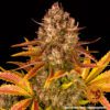 Dos Si Dos Auto Feminized Seeds