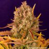 Dos Si Dos Auto Feminized Seeds