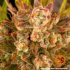 Dos Si Dos Auto Feminized Seeds