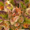 Dos Si Dos Auto Feminized Seeds