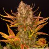 Dos Si Dos Auto Feminized Seeds