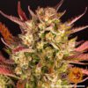 Dos Si Dos Auto Feminized Seeds