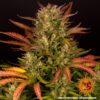 Dos Si Dos Auto Feminized Seeds