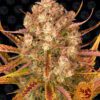 Dos Si Dos Auto Feminized Seeds
