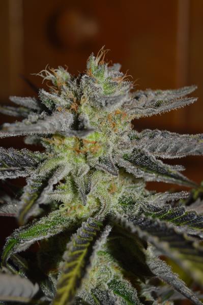 Double Black Feminized Seeds