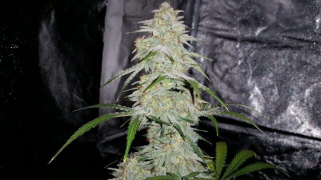 Buy Double Grape Auto Feminized Seeds by Mephisto Genetics in America - Image 2