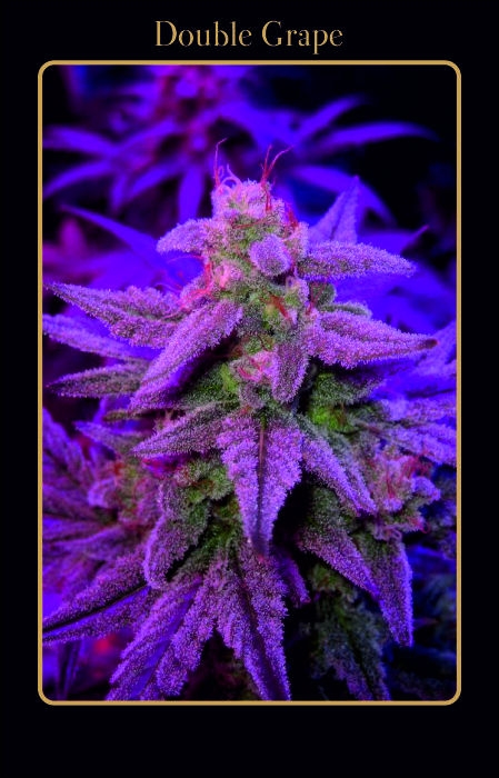 Double Grape Auto Feminized Seeds