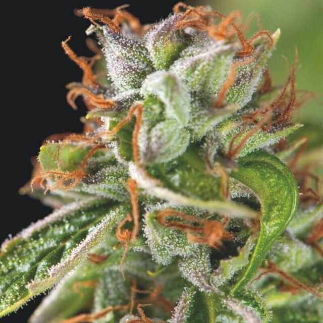 Double OG Haze Feminized Seeds