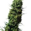 The Ultimate Feminized Seeds