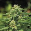 Dream Queen Regular Seeds