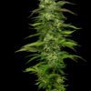 Dream Queen Auto Feminized Seeds