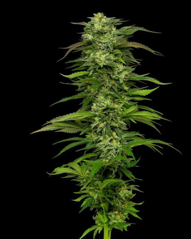 Dream Queen Auto Feminized Seeds